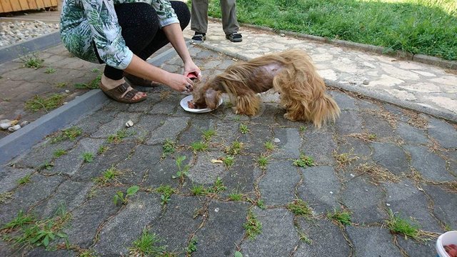 Illustration de l'article : La métamorphose de Frodo, ce chien atteint de la gale
